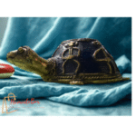 Tribal Turtle - Image 2